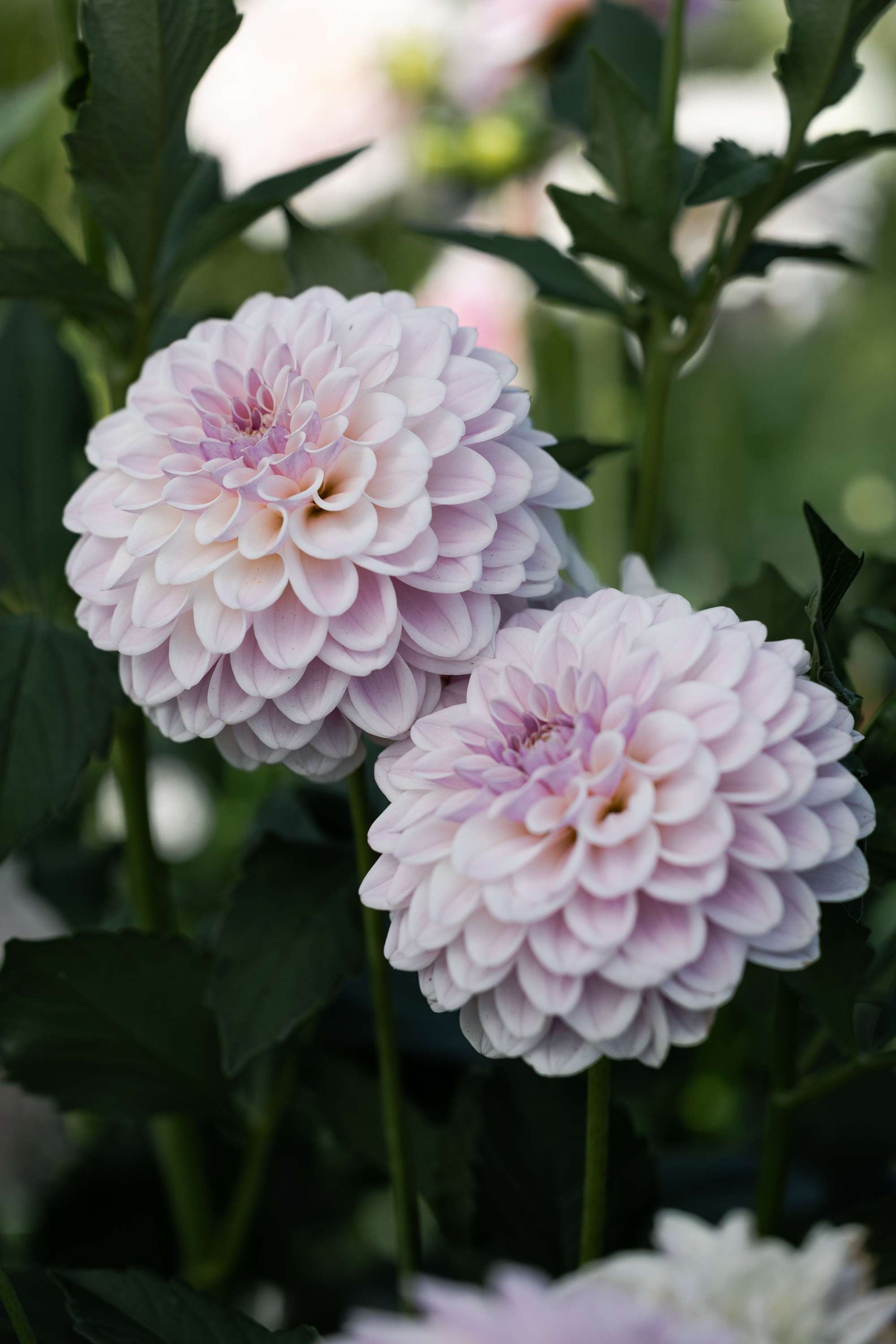 Dahlia 'Pink Silk'